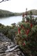 Richea scoparia at Lake Dobson.