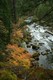 Rogue River in Oregon, autumn colour. Beautiful forest!
