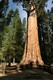 The largest of all, apparently, the General Sherman tree, estimated to be 2,200 years old.