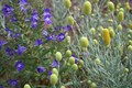 Random flower patch, Cape Range National Park, 4/8/08