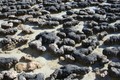 Stromatolites at Hamelin Pool, Shark Bay, 6/8/08,