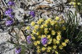 Lovely flowers in sandy soil (yellow ones are conostylus sp.), Lesueur National Park, 12/8/08.